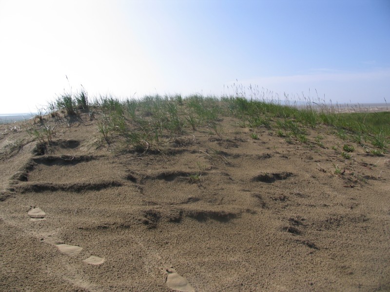 2号治沙地